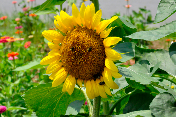 sunflower